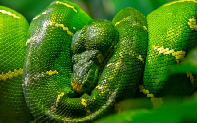 How Long do Snakes Sleep?