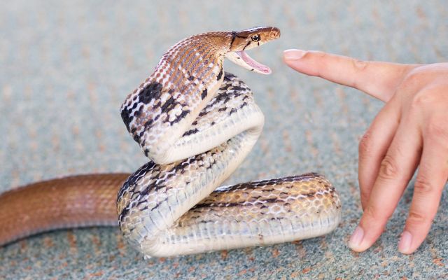 Recognizing Signs of Aggression in Pet Snakes