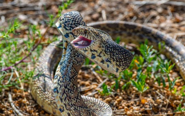Can a snake strike if not coiled?