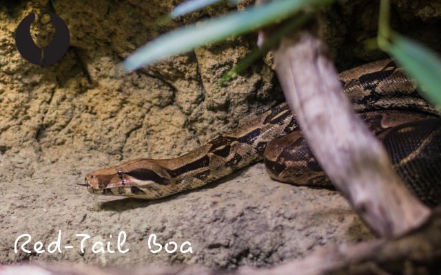 Health and Veterinary Care for Red-Tail Boa