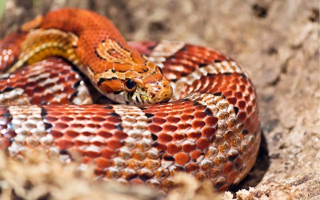 How to feed a baby corn snake?