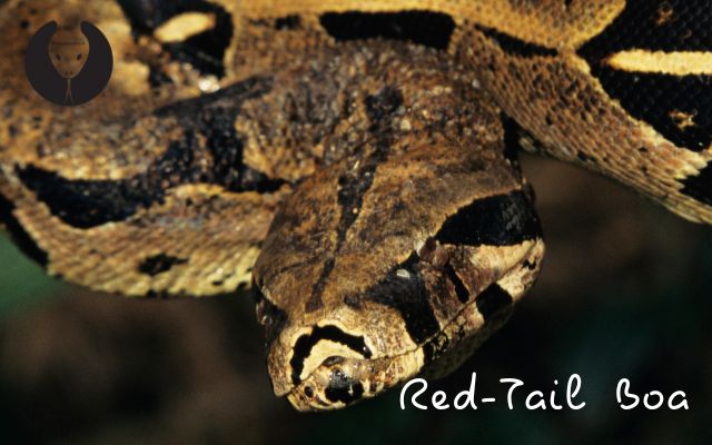 Identifying a Red-Tail Boa