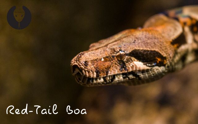 Red-Tail Boa in Photography and Art