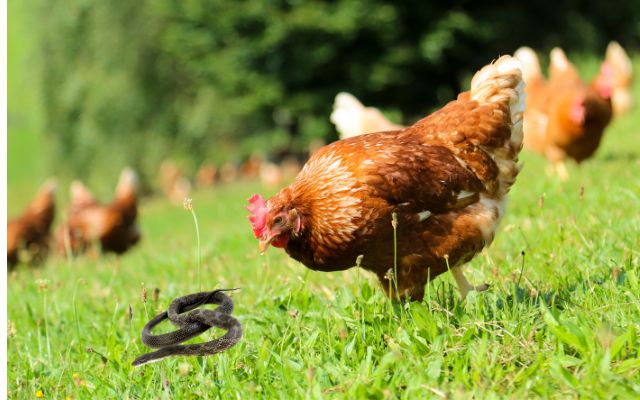 Do Chickens Eat Snakes? Is It Safe for Them?