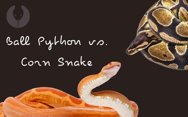 Ball Python vs. Corn Snake