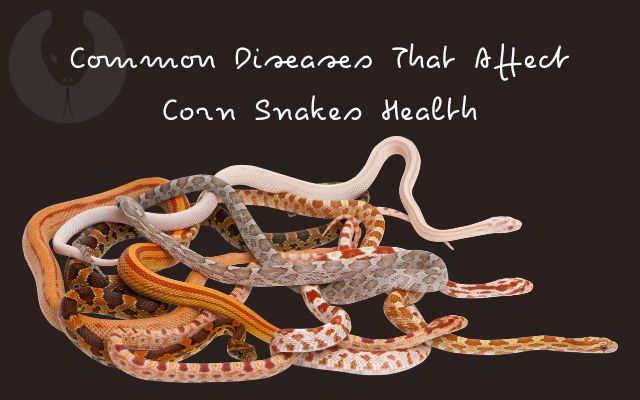 Common Diseases That Affect Corn Snakes Health
