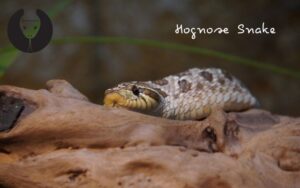 Hognose Snake Types