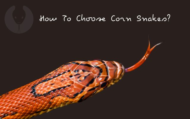 How To Choose Corn Snakes?