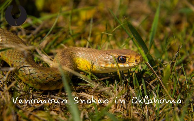 Venomous Snakes in Oklahoma